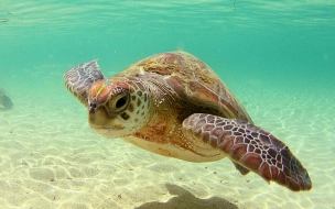 Fondo de pantalla tortuga marina