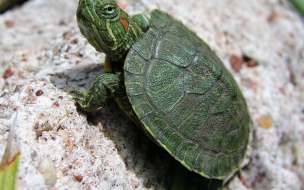 Fondo de pantalla tortuguita