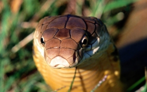 Fondo de pantalla serpiente cobra