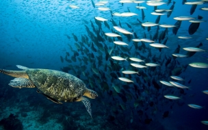 Fondo de pantalla tortuga con peces