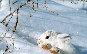 Fondo de pantalla conejo en la nieve