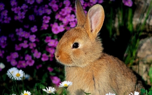 Fondo de pantalla conejo entre flores