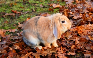 Fondo de pantalla de conejo en otoÃ±o