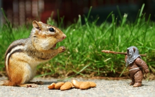 Squirrel eating nuts animals wallpapers