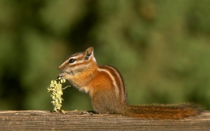 Forest animals wallpaper chipmunk