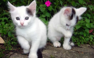 Fondo de pantalla gatos blancos paseando