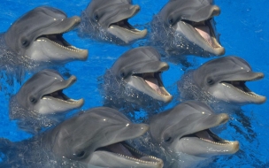 Fondo de pantalla delfines con hambre