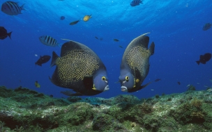 Fondo de pantalla peces enamorados