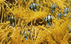 Fondo de pantalla peces en arrecife