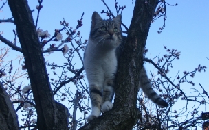 Fondo de pantalla gato en un arbol