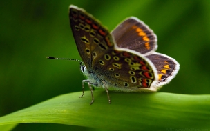 Fondo de pantalla mariposa con ojos