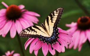 Fondo de pantalla mariposa en flor rosada