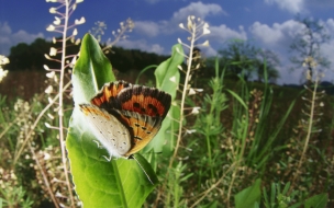 Fondo de pantalla mariposa posando