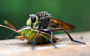 Fondo de pantalla mosquito grande