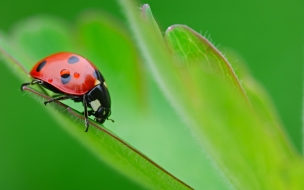 Ladybug cartoon insects animals wallpapers