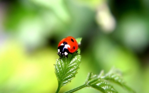 Fondo de pantalla mariquita en una hoja