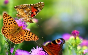 Nature butterfly animals HD Wallpapers