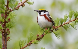 Fondo de pantalla pajaro cantando