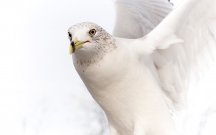 Fondo de pantalla pajaro blanco