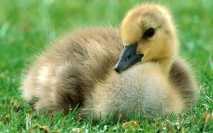 Fondo de pantalla patito solitario