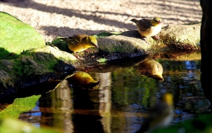 Fondo de pantalla pajaritos cerca del agua