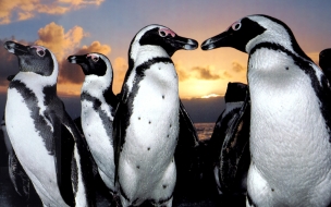 Fondo de pantalla de Fondo de pantalla pareja de pinguinos