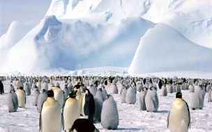 Fondo de pantalla de Fondo de pantalla pinguinos observando