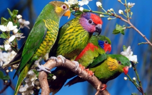 Fondo de pantalla de Fondo de pantalla loros en rama
