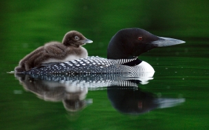 Fondo de pantalla patos negros