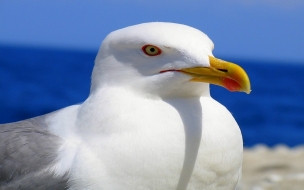 Larus bird animal wallpaper