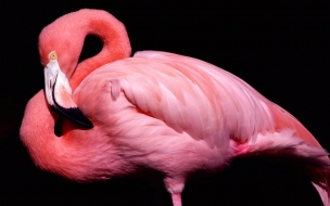 Fondo de pantalla de Pink animal wide