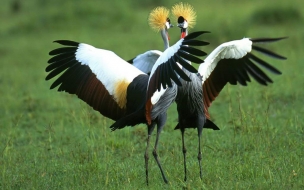 Fondo de pantalla de Fondo de pantalla pajaros graciosos
