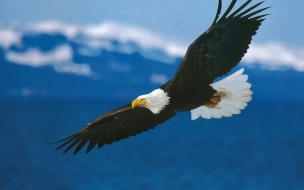 Fondo de pantalla de Fondo de pantalla aguila volando