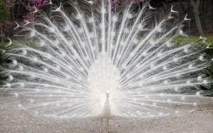 white peacock wallpapers