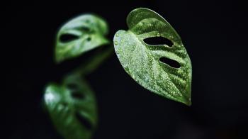 Fondo de pantalla de Fondo de Pantalla de pixabay_6941709.jpg