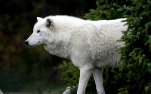 Fondo de pantalla perro blanco caminando