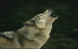 Fondo de pantalla lobo aullando en la noche