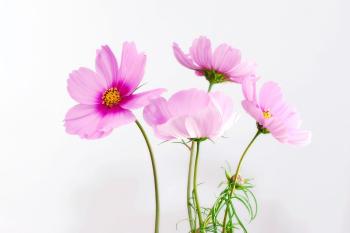 Fondo de pantalla de Fondo de Pantalla de pixabay_583092.jpg