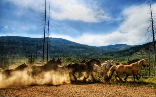 Fondo de pantalla carrera de caballos