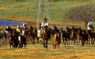 Fondo de pantalla manada de caballos