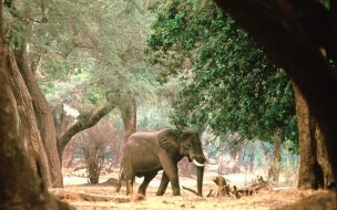 Fondo de pantalla elefante buscando comida