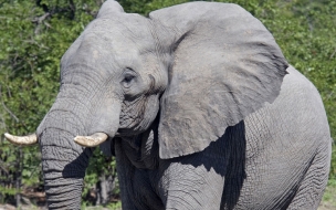 Fondo de pantalla elefante bebe solo