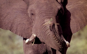 Fondo de pantalla cabeza de elefante bebe