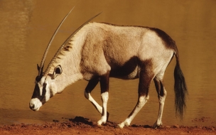 Antilope Gemsbok animal wallpaper other