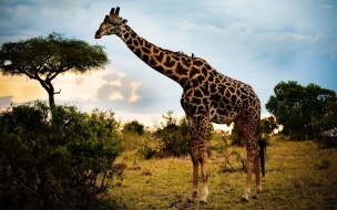 Giraffe animal wallpaper wide