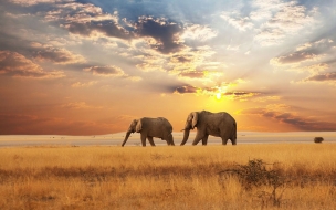 beautiful landscape with elephants in the distance wallpaper