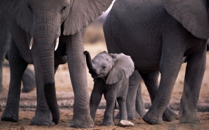 Fondo de pantalla elefante bebe