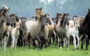 Fondo de pantalla caballos corriendo