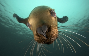 Fondo de pantalla foca en el mar