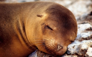 Fondo de pantalla foca dormida